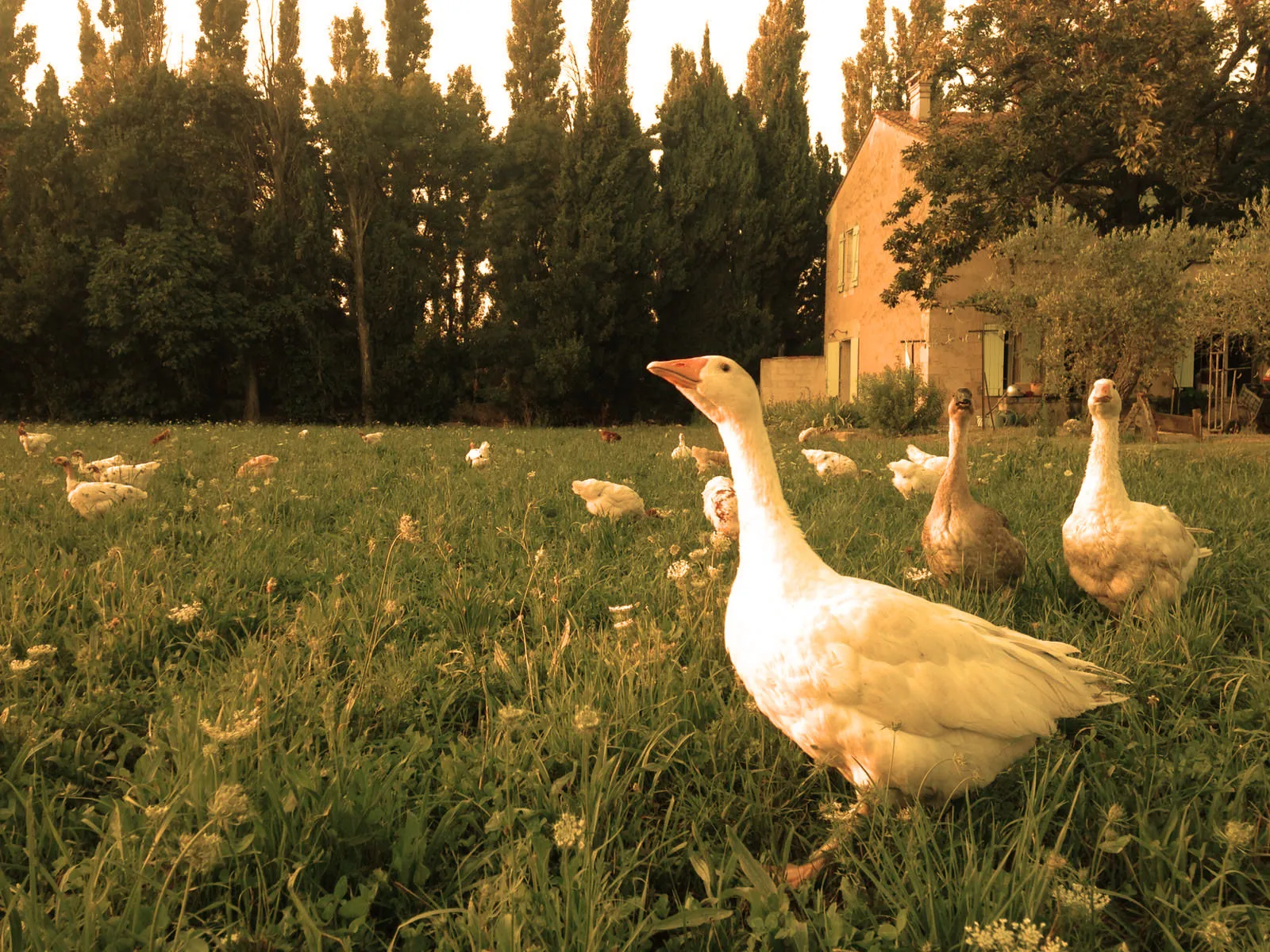 Oie devant la Ferme de chez Guillaume, producteur local pour la pizzeria PIZZAPP à Salon-de-Provence.